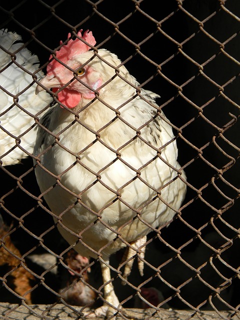 曾是荷兰足 曾是荷兰足